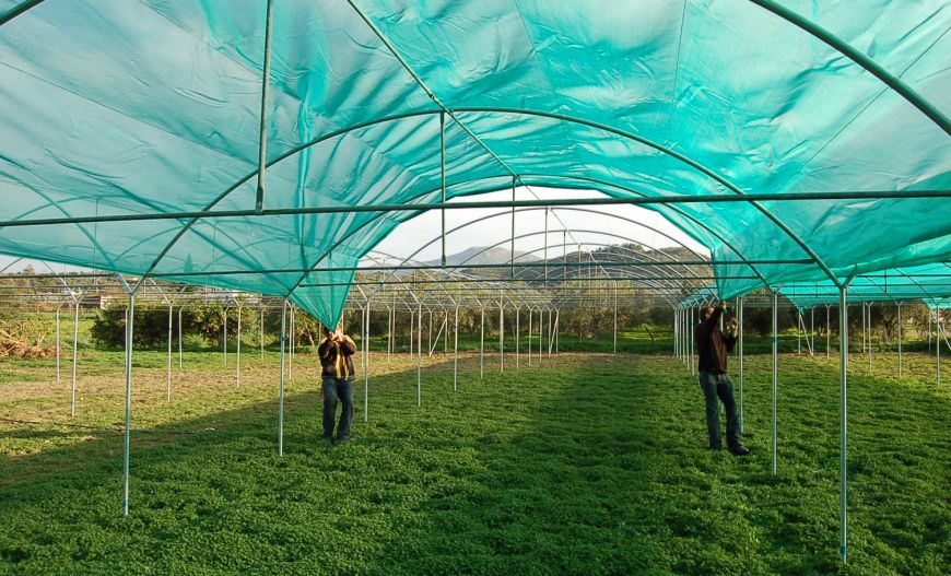 Snail Farms
