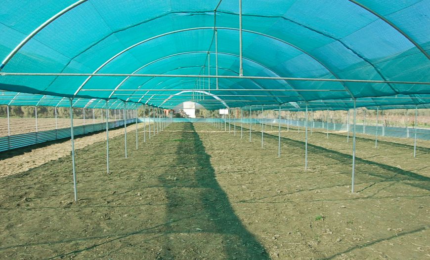 Snail Farms